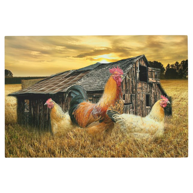 Vintage Rooster Hens Rustic Barn Coop Metal Print (Front)