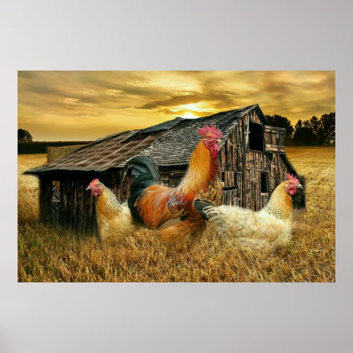 Vintage Rooster Hens Rustic Barn Coop Poster