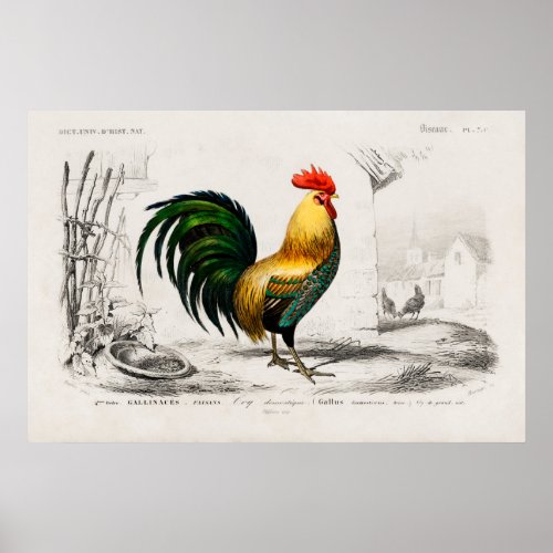 Vintage Rooster Illustration Poster