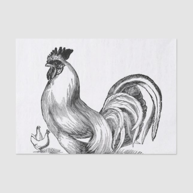 Vintage rooster illustration tissue paper (Front)