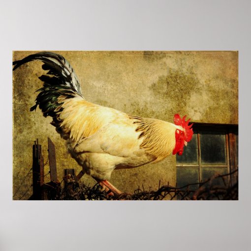 Vintage Rooster Poster | Zazzle