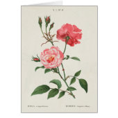 Vintage Rosa Flowers (Front)