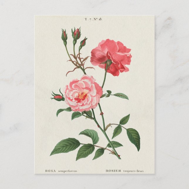 Vintage Rosa Flowers Postcard (Front)