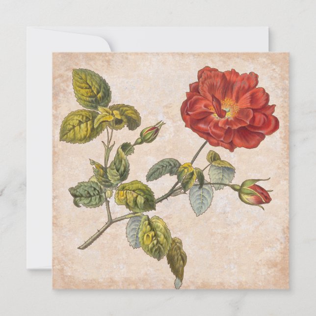 Vintage Rose Botanical Birthday Garden Party Invitation (Front)