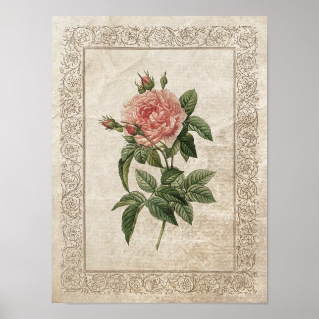 Vintage Rose I Botanical Poster (Front)