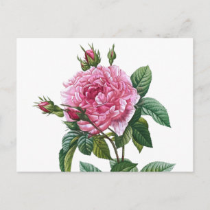 Vintage Rose Illustration Postcard