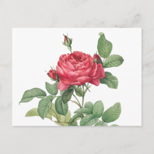 Vintage Rose Illustration Postcard