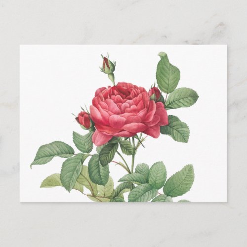 Vintage Rose Illustration Postcard