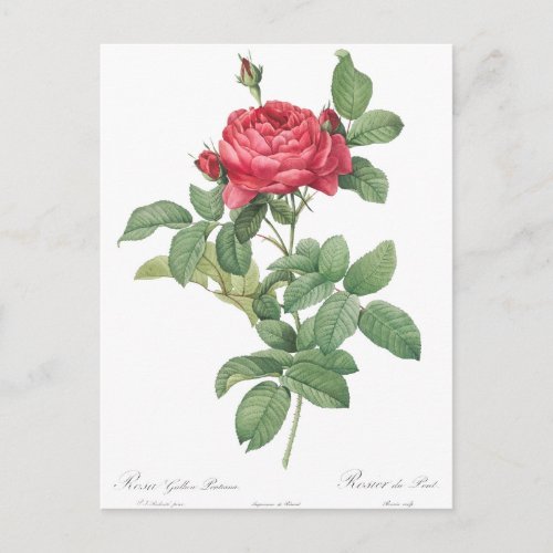 Vintage Rose Illustration Postcard