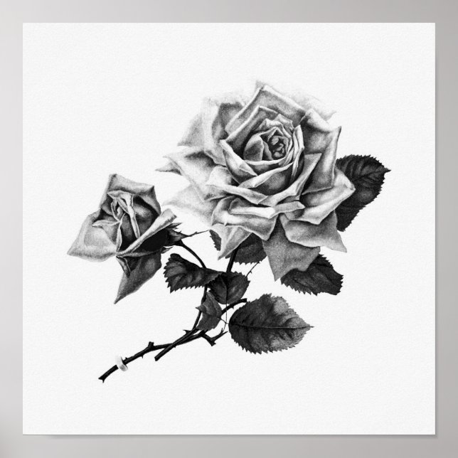 Vintage Rose Illustration Poster (Front)