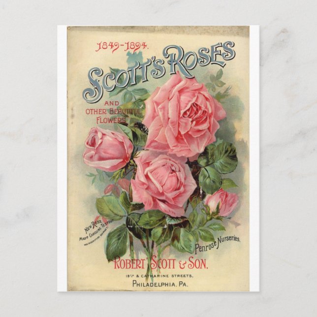Vintage Rose Postcard (Front)