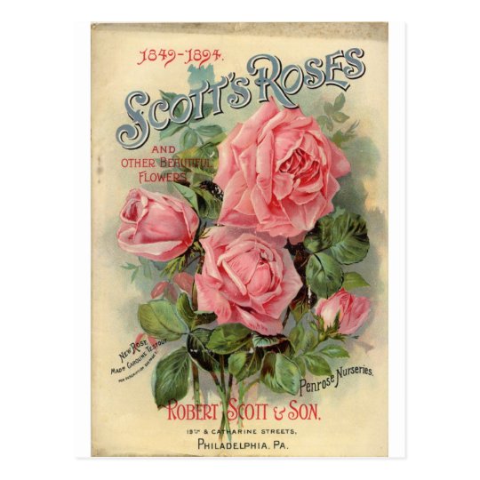 Vintage Rose Postcard