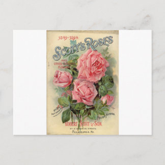 Vintage Rose Postcard