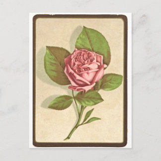 Vintage Rose Print Postcard