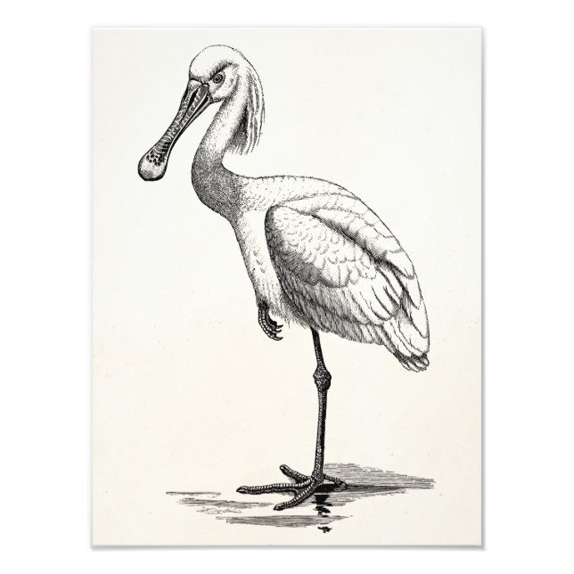 Vintage Roseate Spoonbill Antique Bird Template Photo Print (Front)