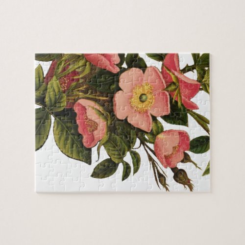 Vintage Roses Beautiful Pink Botanical Jigsaw Puzzle