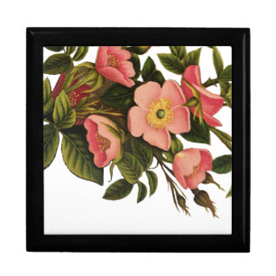 Vintage Roses Beautiful Pink Botanical Keepsake Box