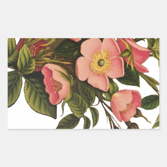 Vintage Roses Beautiful Pink Botanical Rectangular Sticker (Front)