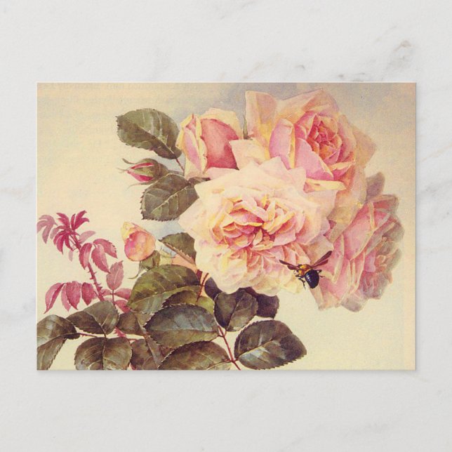 Vintage Roses Bridal Shower Invitation Postcard (Front)