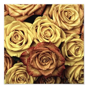 Vintage Roses Photo Print by Argos_Photography at Zazzle
