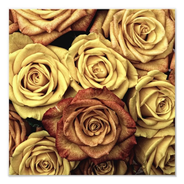 Vintage Roses Photo Print (Front)