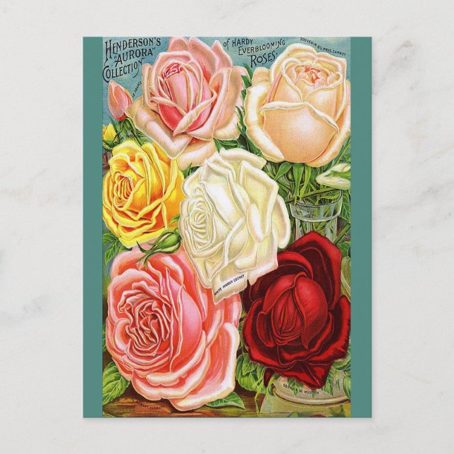 Vintage Roses Postcard (Front)