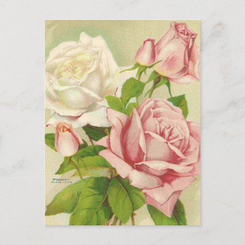 Vintage Roses Postcards