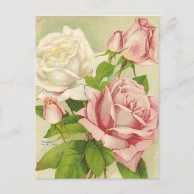 Vintage Roses Postcards (Front)