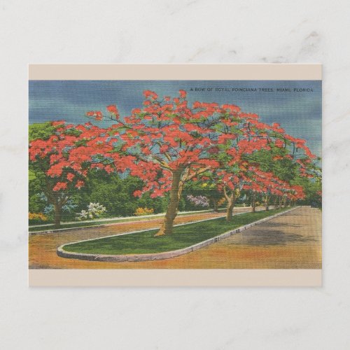 Vintage Royal Poinciana Trees Miami Florida Postcard