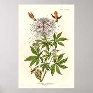 Vintage Ruff-necked Hummingbird by John Gould Poster