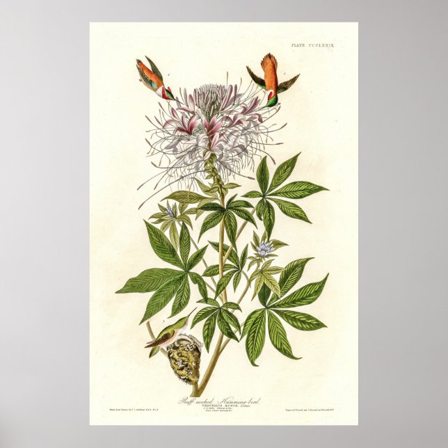 Vintage Ruff-necked Hummingbird by John Gould  Poster (Front)
