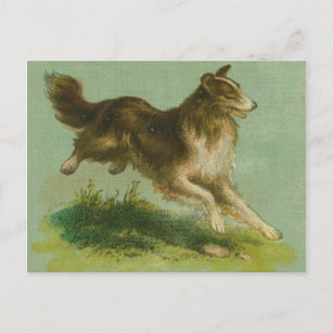 Vintage Running Collie Postcard