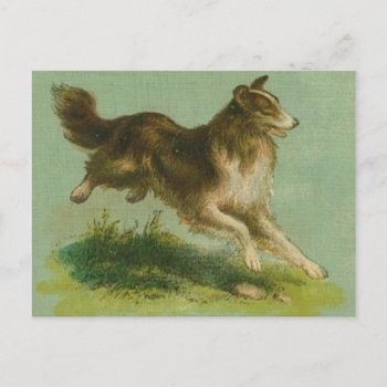 Vintage Running Collie Postcard by SpotsDogHouse at Zazzle