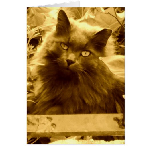 Vintage Russian Blue Cat Cards (Front)