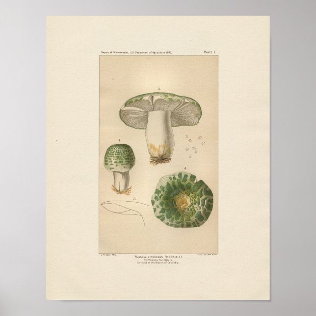 Vintage Russula Edible Mushroom Print (Front)