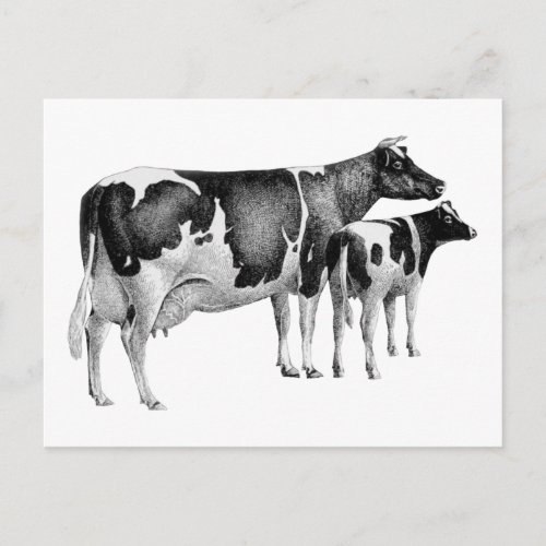 Vintage Rustic Farm Cow Calf Drawing Black White Postcard