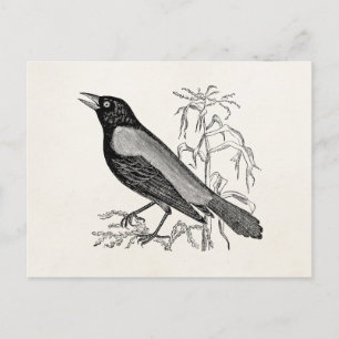 Vintage Rusty Crow Blackbird Bird - Retro Birds Postcard