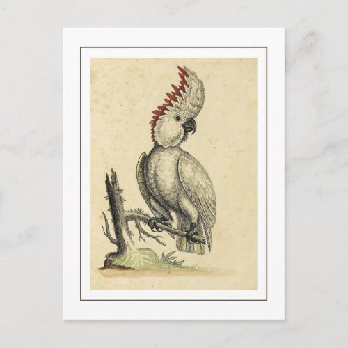  Vintage Salmon Crested Cockatoo Parrot Bird Postcard