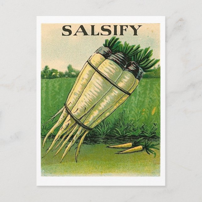 vintage salsify seed packet postcard (Front)
