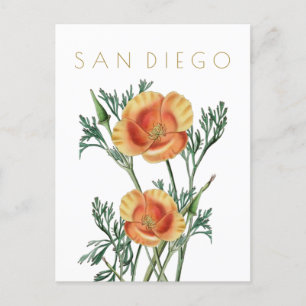 Vintage San Diego state flower travel midcentury   Postcard