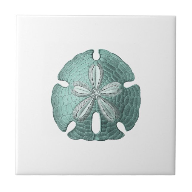Vintage Sand Dollar Antique Sea Urchin Drawing Ceramic Tile (Front)