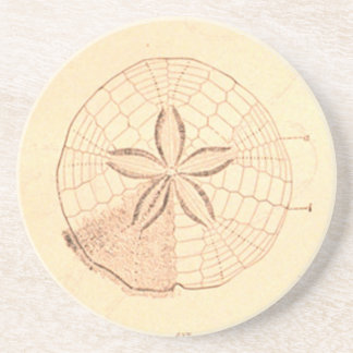 Vintage Sand Dollar Illustration coaster