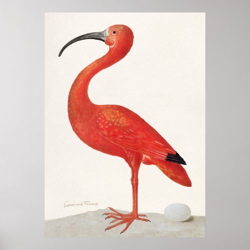 Vintage Scarlet Ibis Illustration Poster
