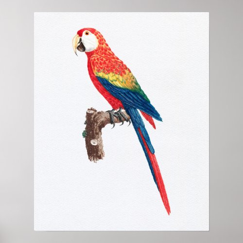 Vintage Scarlet Macaw Parrot Illustration Poster