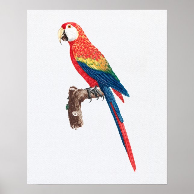 Vintage Scarlet Macaw Parrot Illustration Poster (Front)
