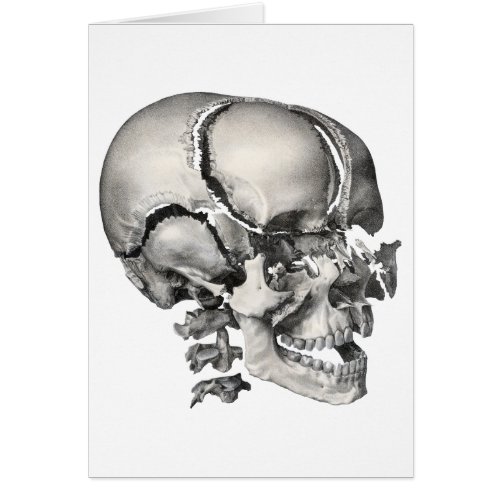 Vintage Science Human Anatomy Antique Skull