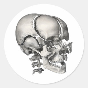 Vintage Science Human Anatomy, Antique Skull Classic Round Sticker