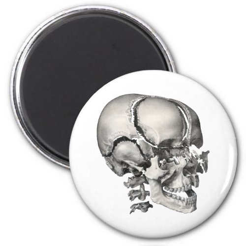 Vintage Science Human Anatomy Antique Skull Magnet