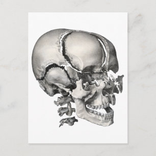 Vintage Science Human Anatomy, Antique Skull Postcard