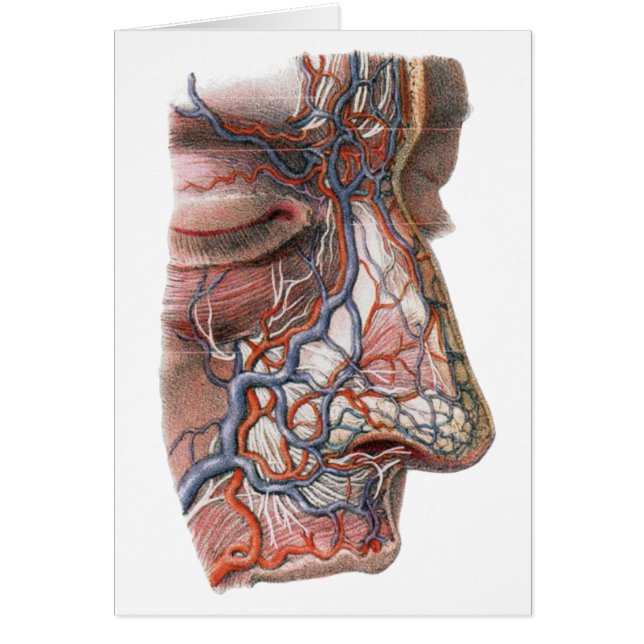 Vintage Science Human Anatomy, Face with Nose Cards (Front)